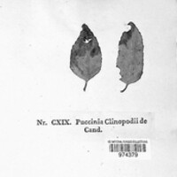 Puccinia clinopodii image
